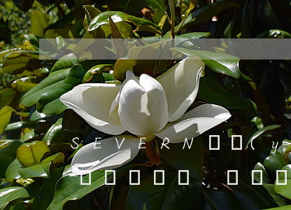 SEVERN輪運(yùn)費(fèi)、虧艙費(fèi)、滯期費(fèi)糾紛案